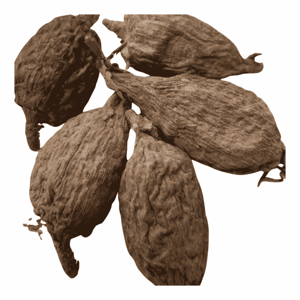 Alligator Pepper – Grains of Selim – Aframomum Melegueta (Wildcrafted, 5 Counts): A Bold, Ancestral Flavor Rooted in African Tradition