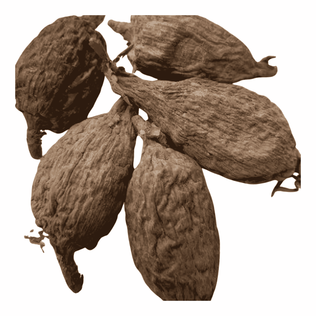 Brown dried fruits on a white background